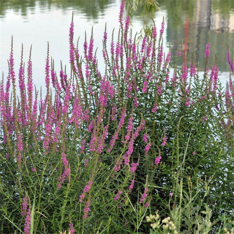 散装千屈菜种子水上水枝柳水柳对叶莲水景园林造景植物庭院-阿里巴巴