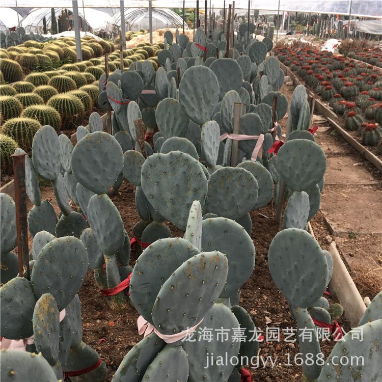 圆镜仙人掌大盆丸仙人掌景观盆栽沙生植物ins风庭院热带植物