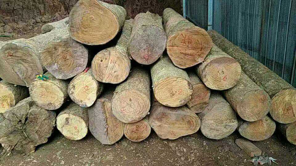 四川产地金丝楠木原材料 小叶桢楠阴沉木原木料 乌木木材批发