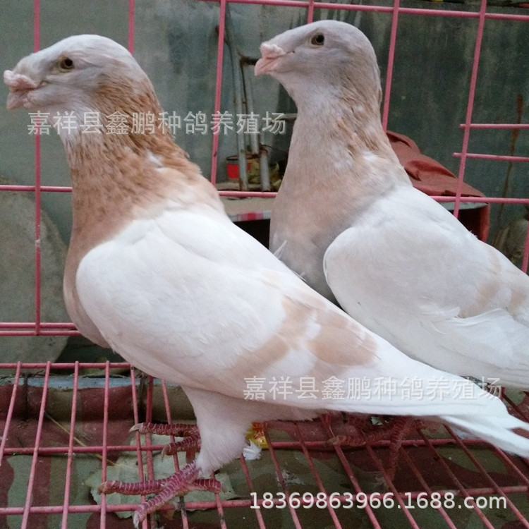 新疆阿克苏观赏鸽两头乌价格,两头乌鸽子图片马头黄杠观赏鸽,头型鸽