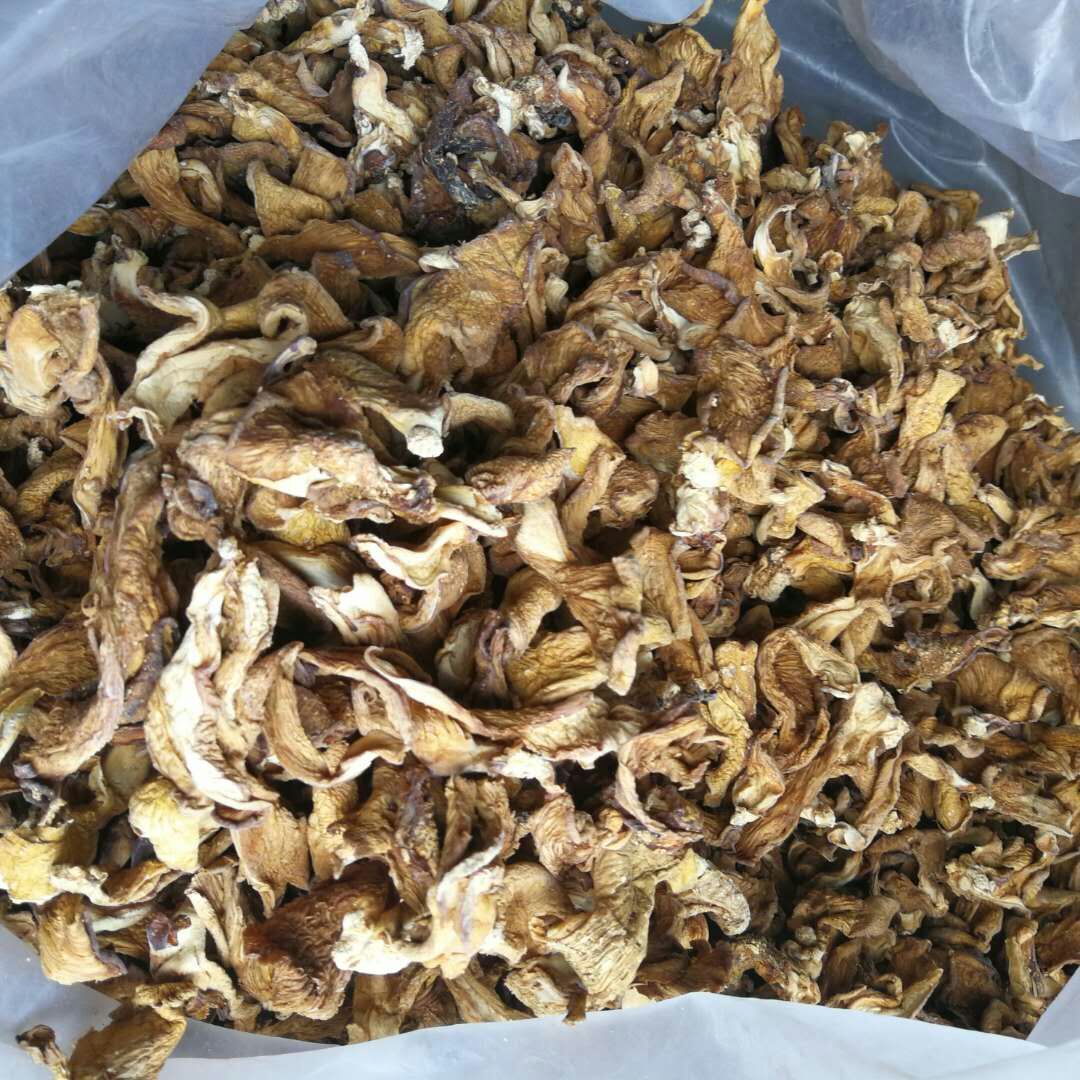 元蘑 野生元蘑 野生冻蘑 长白山元蘑 长白山冻蘑