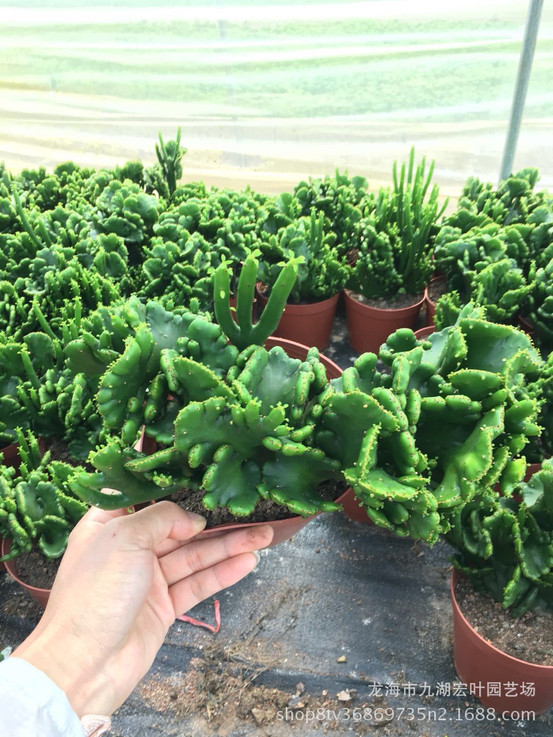 宏叶花卉 膨珊瑚景天科多肉 仙人柱仙人掌景观 盆栽多肉沙生植物