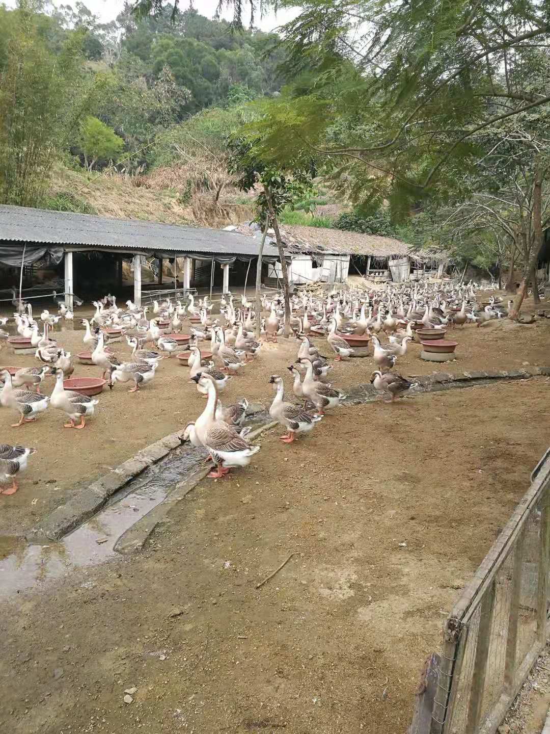 饶平狮头鹅