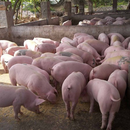 山东广西猪崽苗猪价格广西三元仔猪母猪基地广西黑猪苗