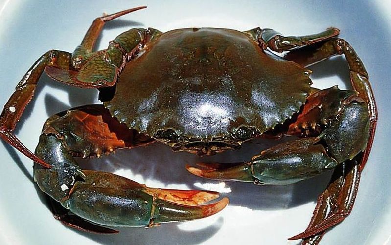 缅甸进口螃蟹鲜活 肉蟹 孟加拉蟹 香辣蟹 迷踪蟹 青蟹 水产现货