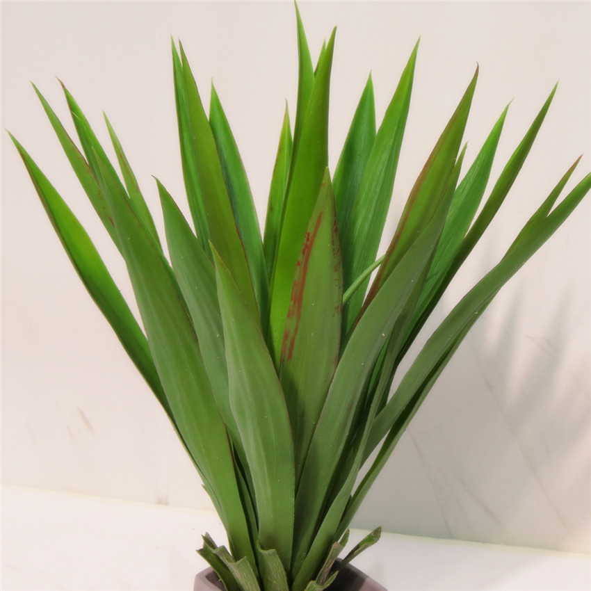 大剑麻 盆栽盆景沙漠热带多肉植物装饰植物绿植