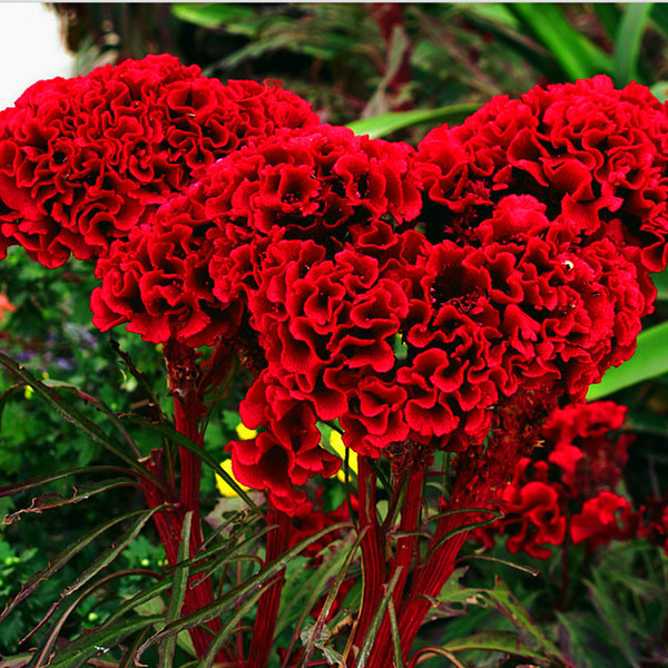 凤尾鸡冠花种子头状鸡冠花观赏花卉阳台花卉种子 100粒