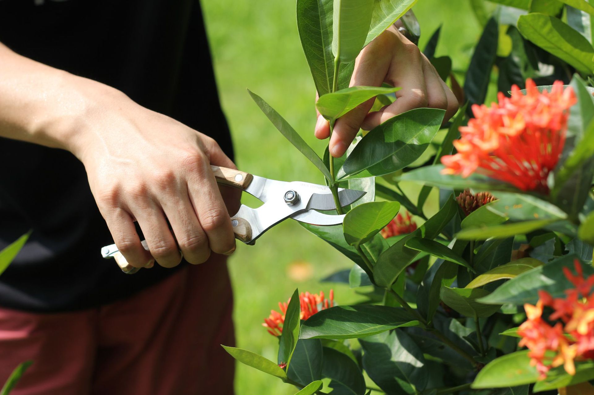 园林剪刀修枝剪摘菜神器果树园艺剪刀树枝剪稀果剪