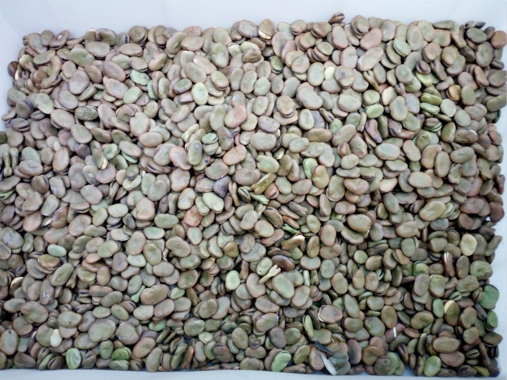 蚕豆打碎打粉状颗粒状批发 江苏饲料颗粒生干蚕豆批发