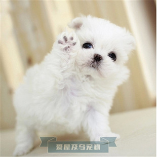 纯种马尔济斯幼犬活体可爱小狗公主家养小型犬宠物