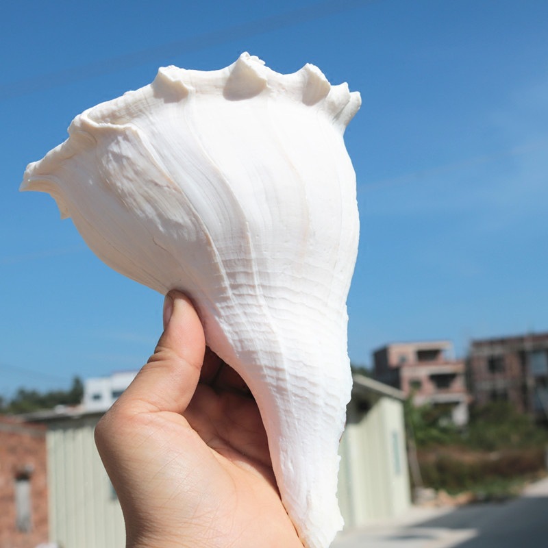天然左旋香螺 转运助财/佛教供奉 超大海螺 稀缺海洋标本 实物图