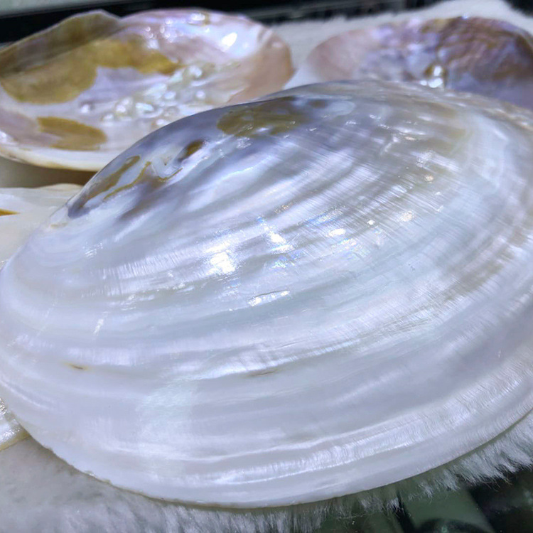 珍珠河蚌壳贝壳珍珠蚌壳抛光打磨饰品工艺品原料厂家直销地摊批发