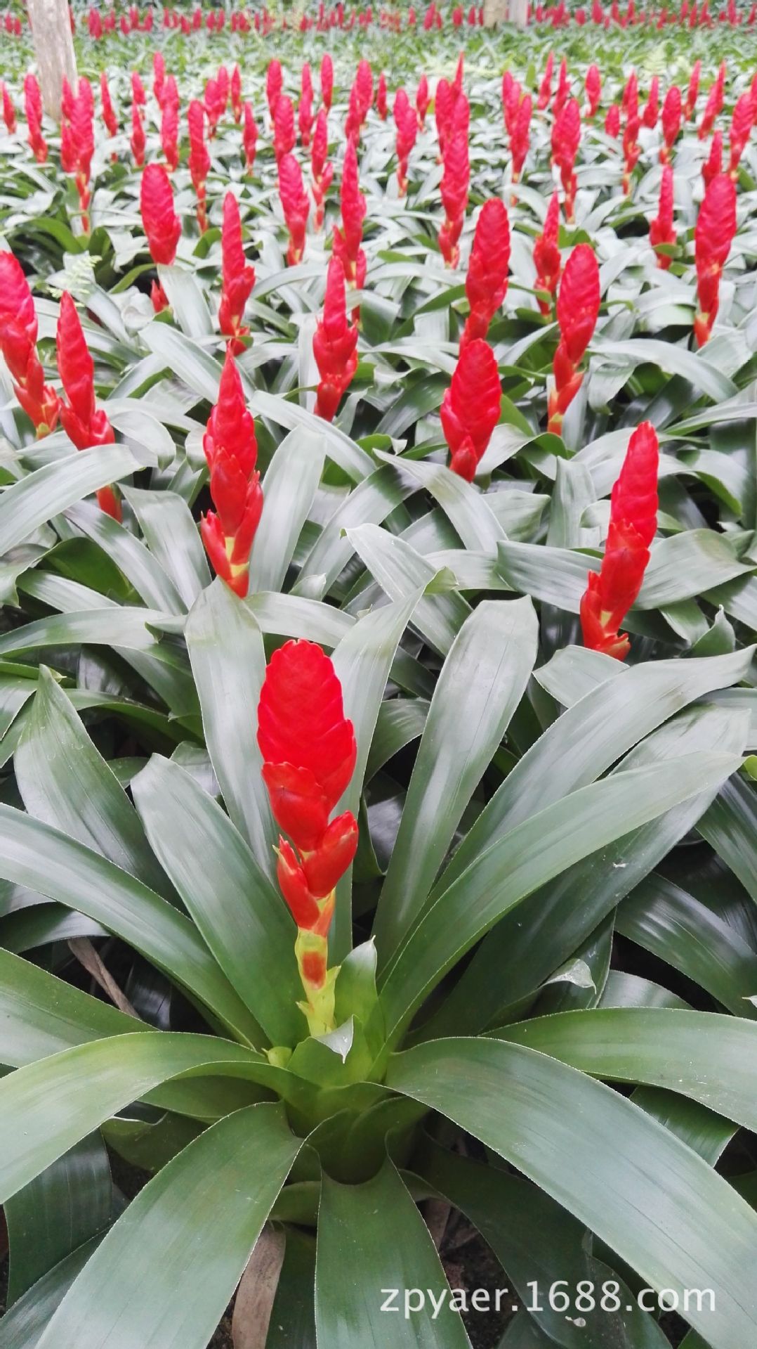 直销盆栽凤梨花 批发凤梨玉扇花