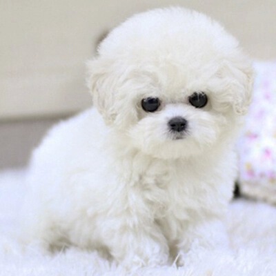 纯种小体棉花糖比熊犬幼犬幼崽活体视频挑选北京送货上门全国空运