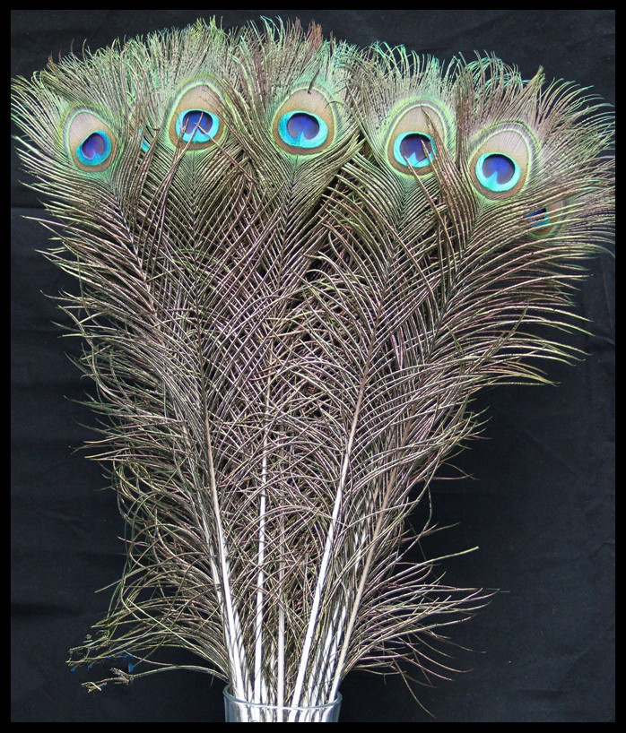 现货供应优质纯天然孔雀毛孔雀羽毛插花装饰工艺品90100cm