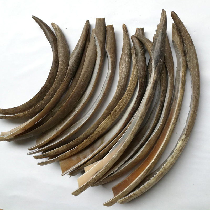 天然牦牛牛角弓箭材料整条大牛角 天然直接切割 牦牛角整条牛角