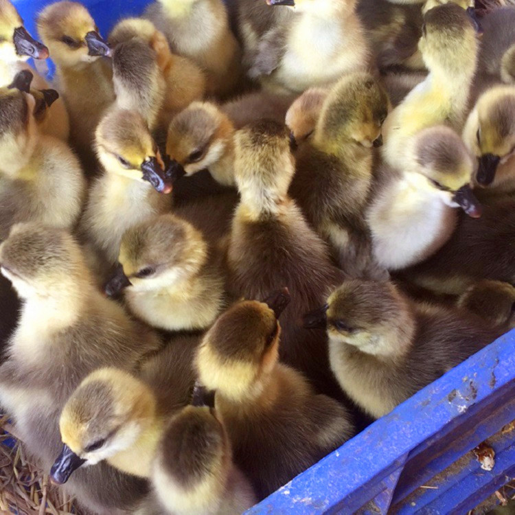 鹅苗出厂包打小鹅瘟成年马岗鹅成年马岗鹅,包技术柳