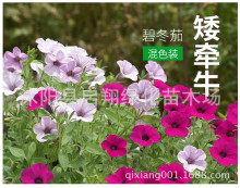 矮牵牛花种子 爬藤喇叭花庭院阳台花卉园林绿化四季植物花卉种子