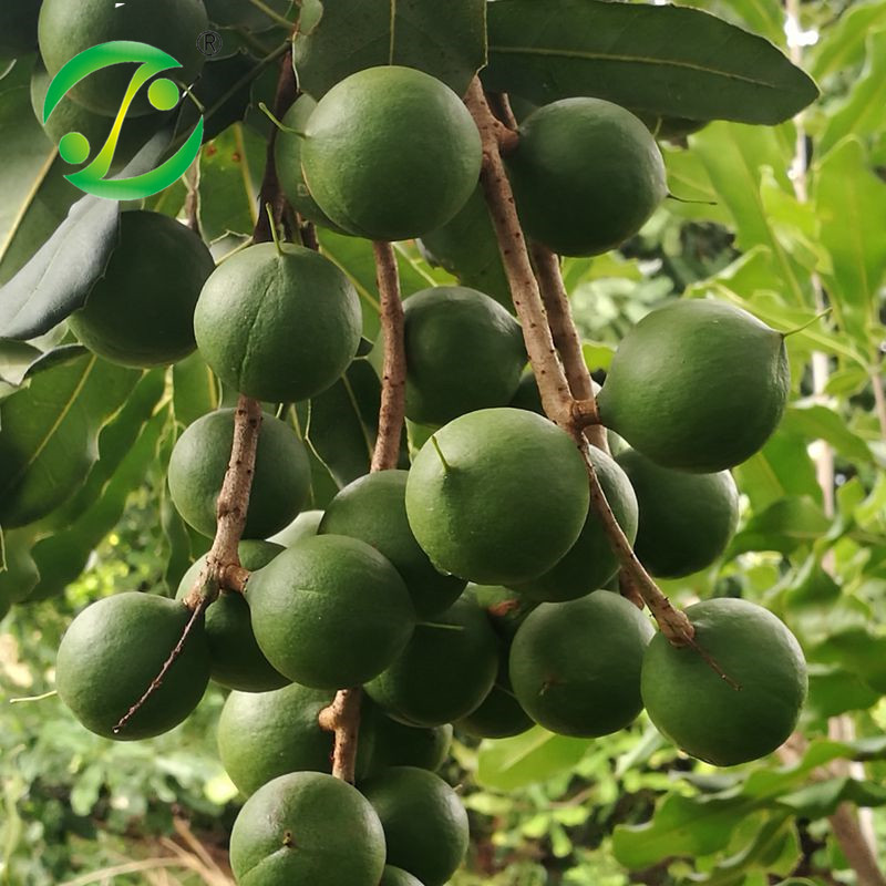 【青皮果】新鲜坚果 今年已经抢光售罄 期待来年了哦