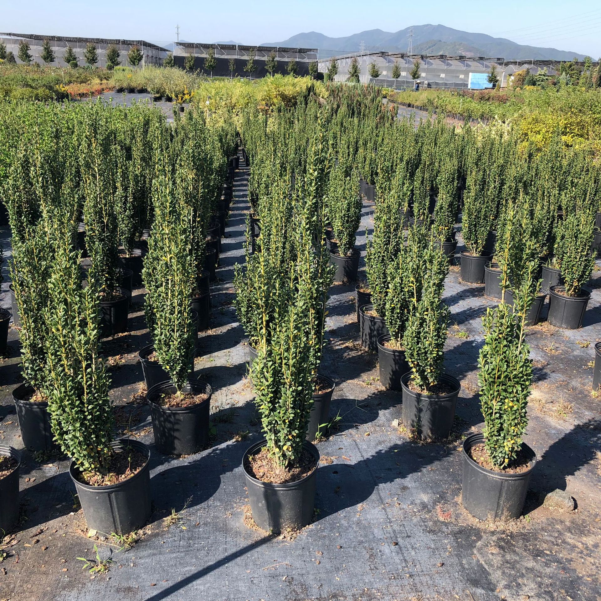 直立冬青小苗大苗绿植盆栽家庭阳台园艺育苗批发