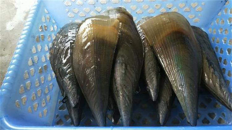 海鲜鲜活新鲜带子贝鲜活带子绿贝野生带子贝水产批发海鲜贝类特价