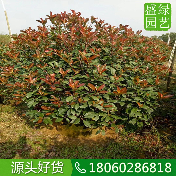 河南红叶石楠