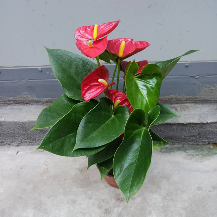 【基地直供】骄阳红掌(130#)白掌 红掌 美酒 维克 迷你 盆栽