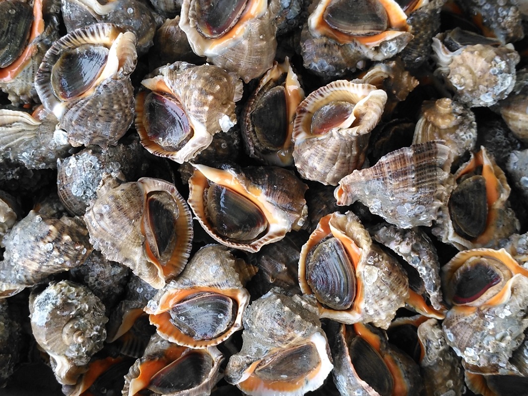 生猛海鲜海螺鲜活连云港野生贝类水产大中小海螺特大 超大生鲜