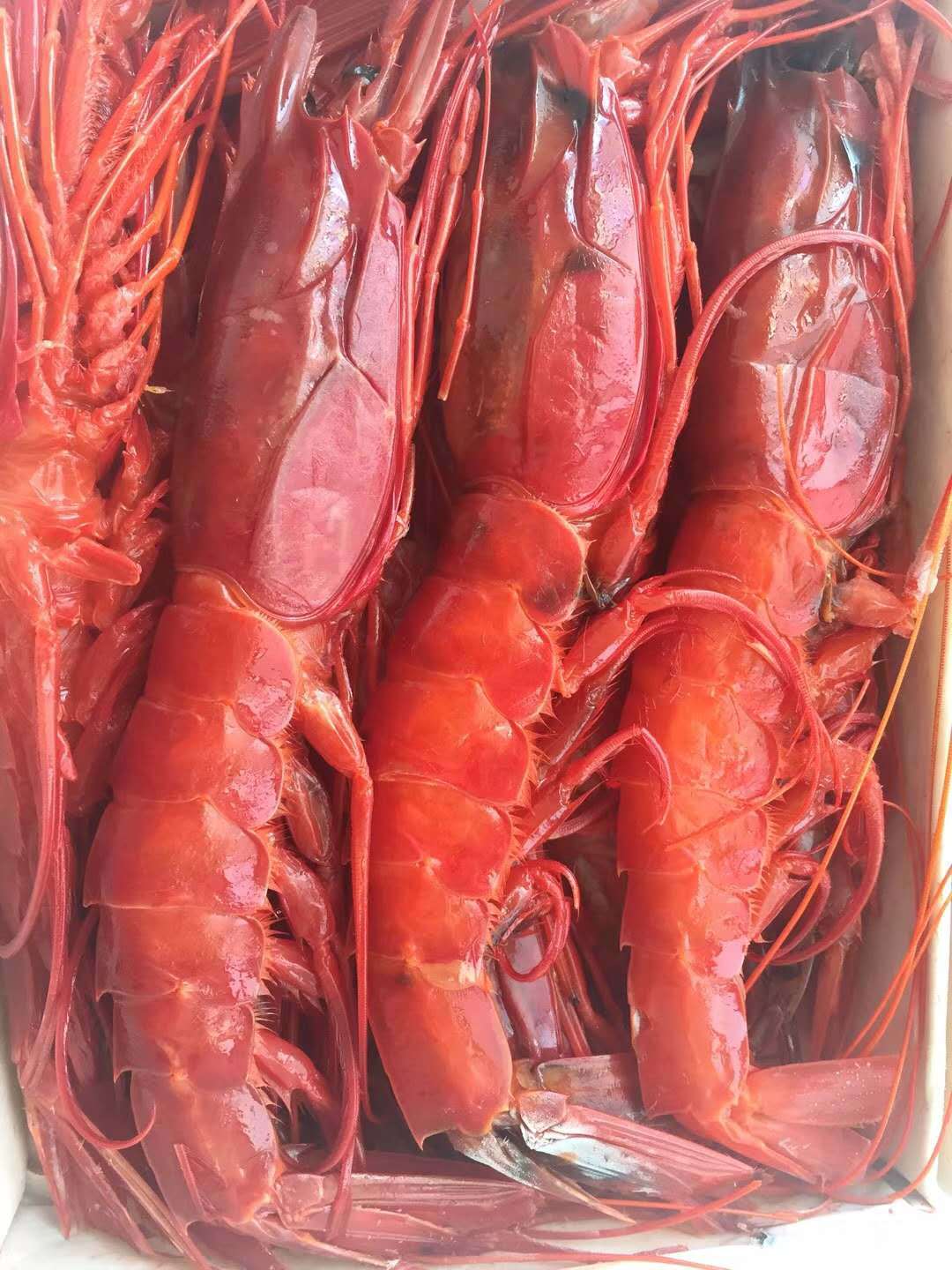 超低温船冻西班牙红魔虾 刺身虾 寿司虾 日料食材