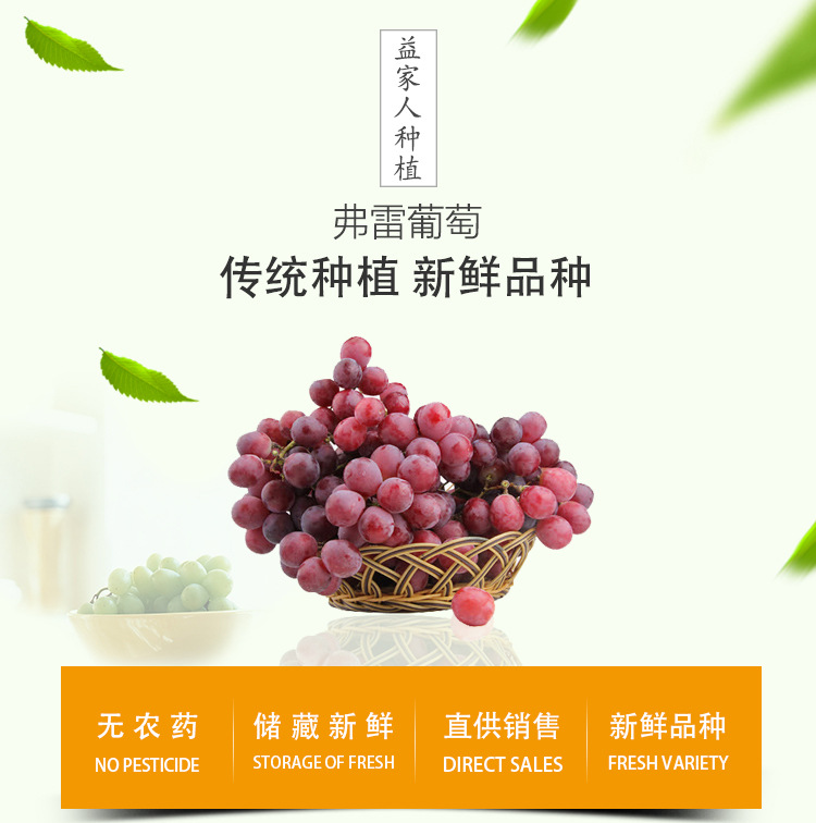 供应新疆弗雷葡萄无籽红提新鲜水果