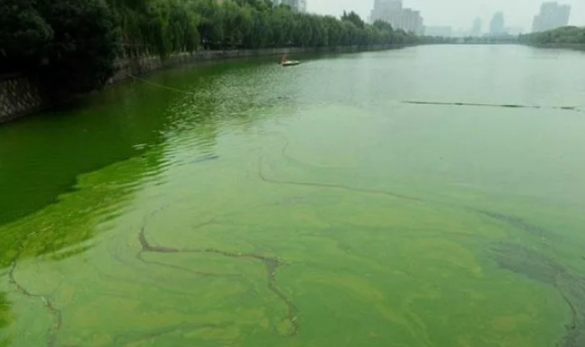 生物除藻菌剂 生物除藻菌 生物除藻菌种 除藻专用菌 抑制藻1kg