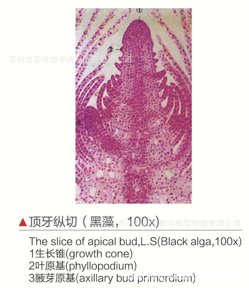 顶牙纵切(黑藻,100x)