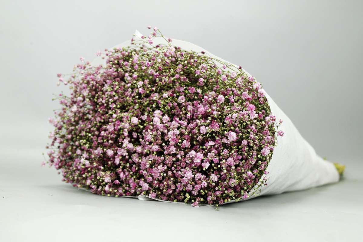 满天星天然原色花卉批发节日婚礼派对用品鲜花店专供原产地直发花