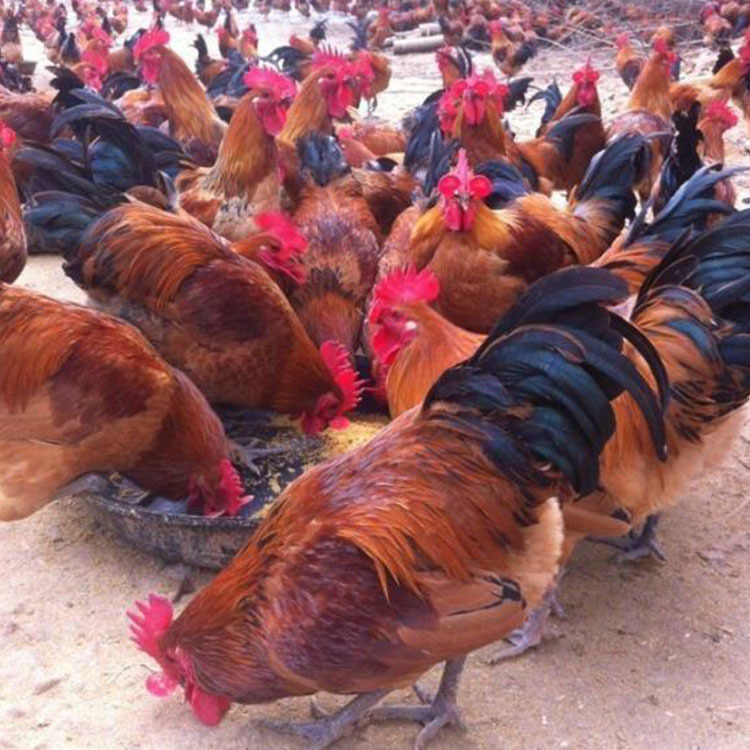 快大青脚麻鸡苗三黄鸡苗麻鸡苗珍珠鸡苗山鸡苗乌鸡苗珍禽活体批发华羽