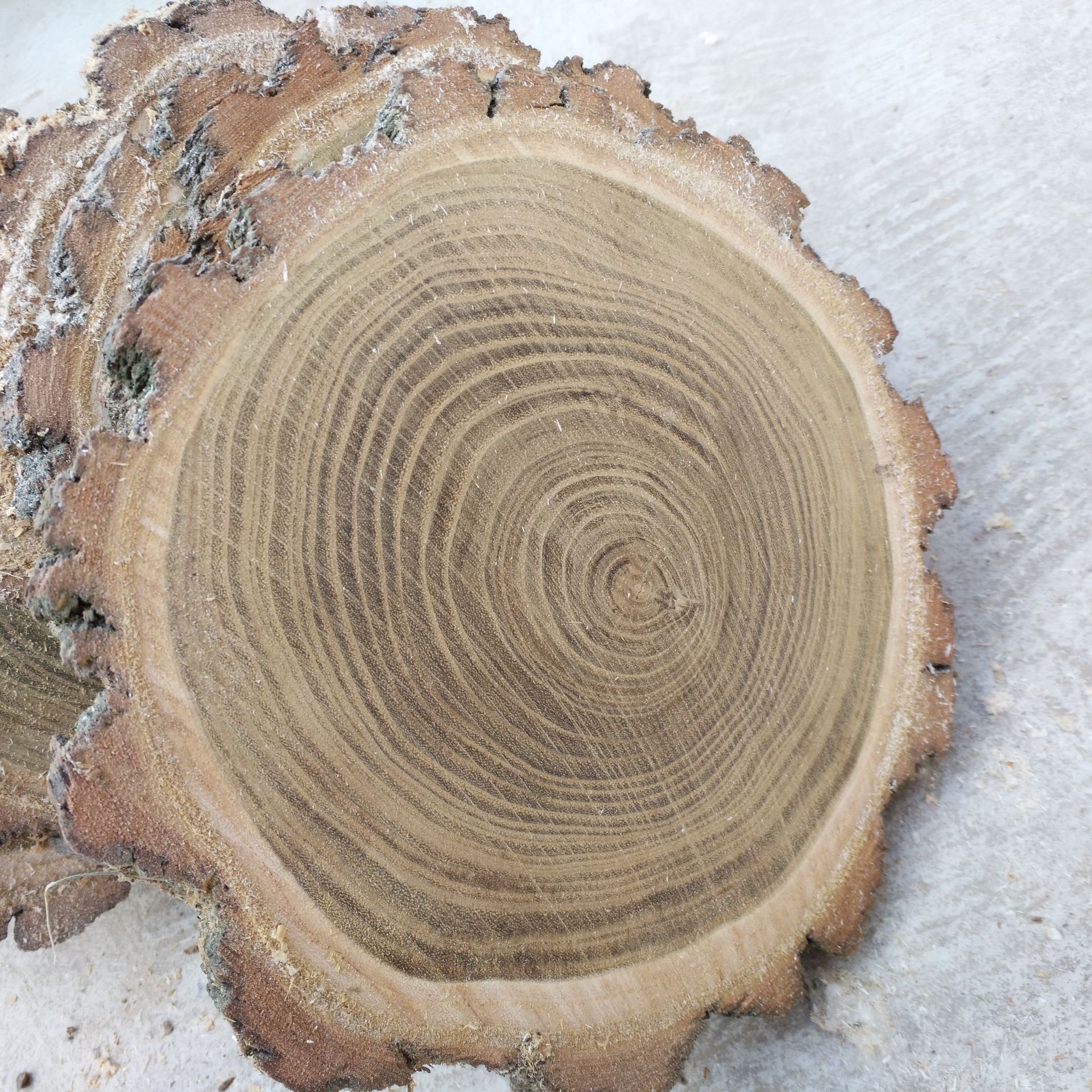 原木片 diy纯手工实木年轮绘画圆木片槐木木块手绘圆木头木片树片