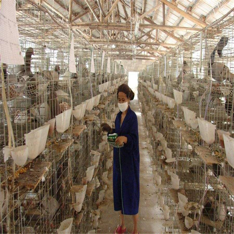 良种肉鸽白羽王 特大公斤鸽品种 落地王乳鸽批发山东肉鸽养殖场