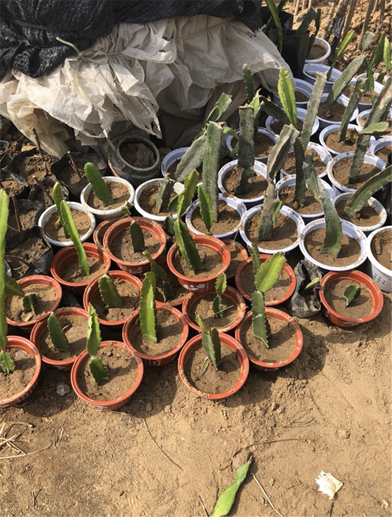 北方火龙果树苗种植方法 盆栽火龙果小苗批发价格