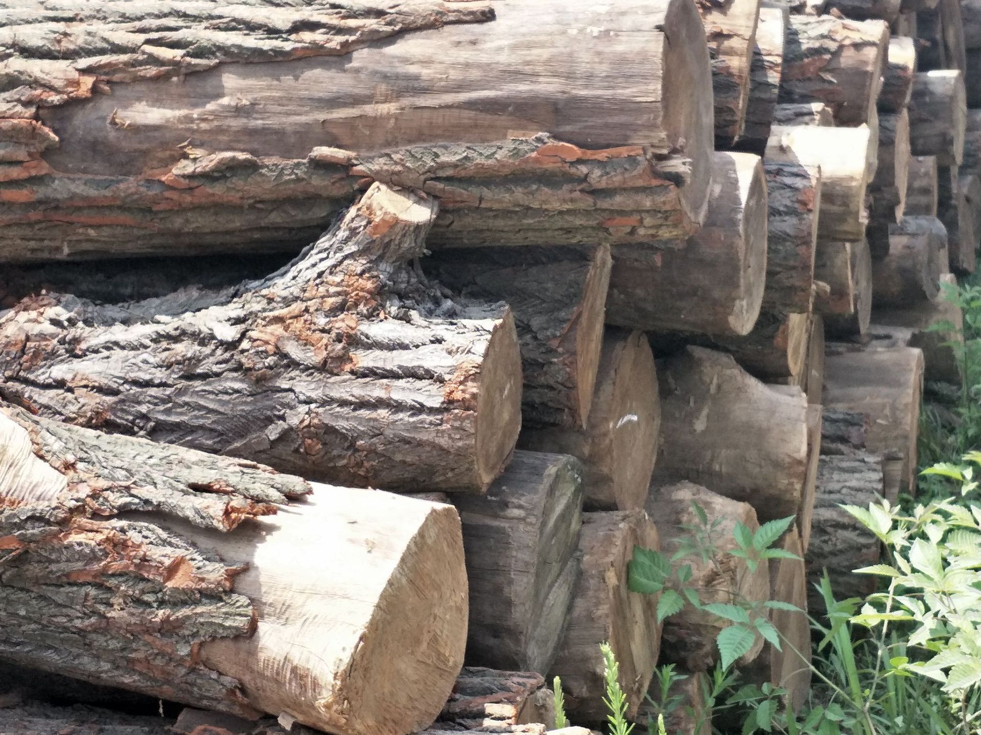 厂家销售梓木 梓木原材料 江西梓木 梓木加工