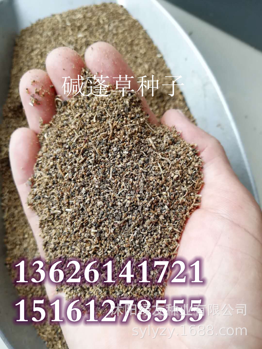 批发碱蓬草种子碱蓬草碱蓬草土名又称为盐荒菜荒碱菜