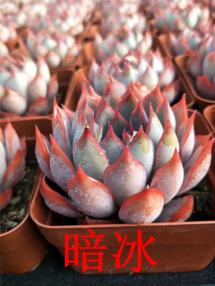 089多肉植物大棚限量批发 爆款暗冰单头7cm盆多肉品种品相一流