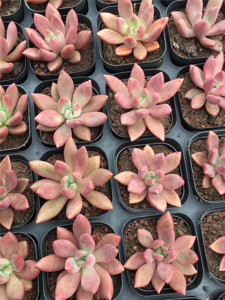 8073多肉植物大棚限量批发 桃花源单头盆6cm品相实拍多肉品种限量