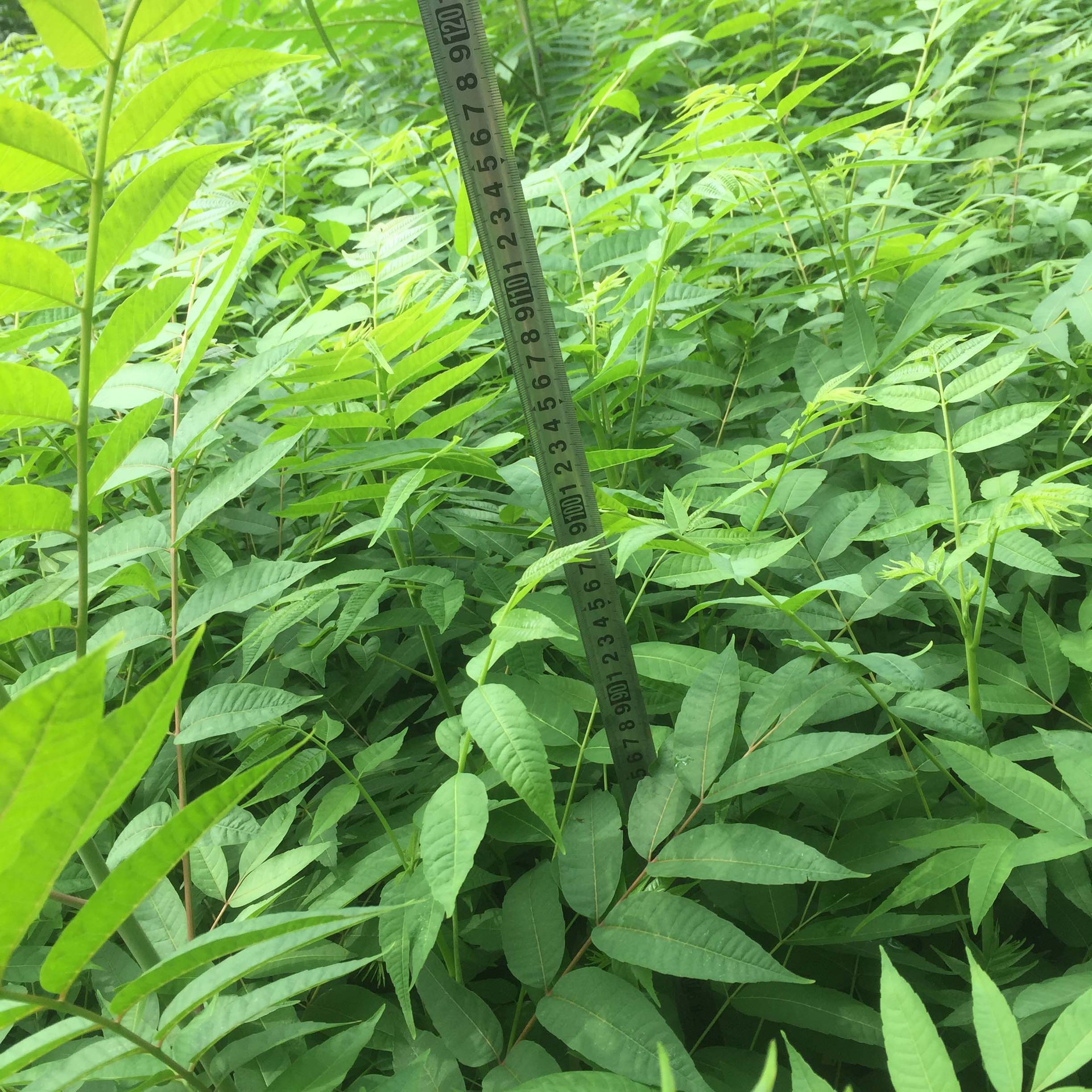 香椿树苗批发 基地大量现货供应苗木 1-3公分 5公分大香椿树