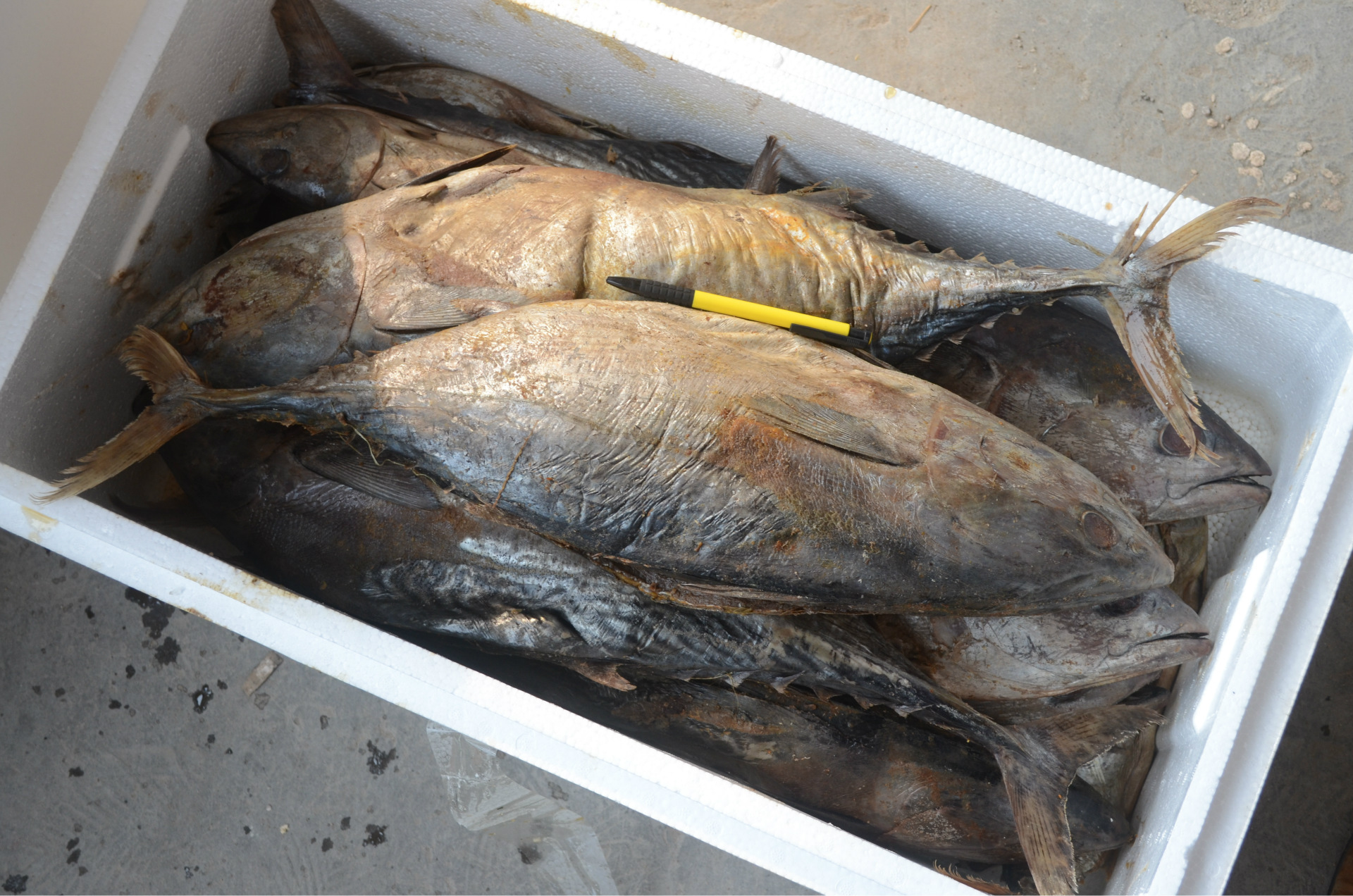 供应 野生无添加香醇咸鲅鱼 海鲜干制水产品咸鲅鱼干 批发