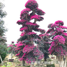 福建漳州造型红花继木桩,批发出售30-40公分的造型红花继木桩景