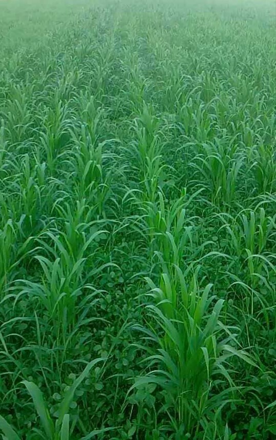 没有打除草剂的谷田,杂草和谷子竞相生长.