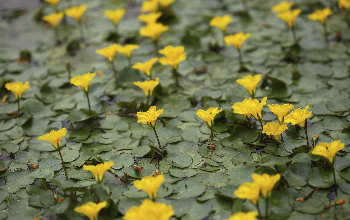 荇菜莕菜莲叶莕菜驴蹄莱水荷叶水生植物