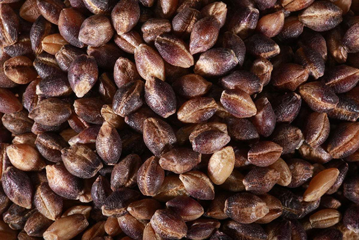 高原上的黑青稞 - 阿里巴巴商友圈