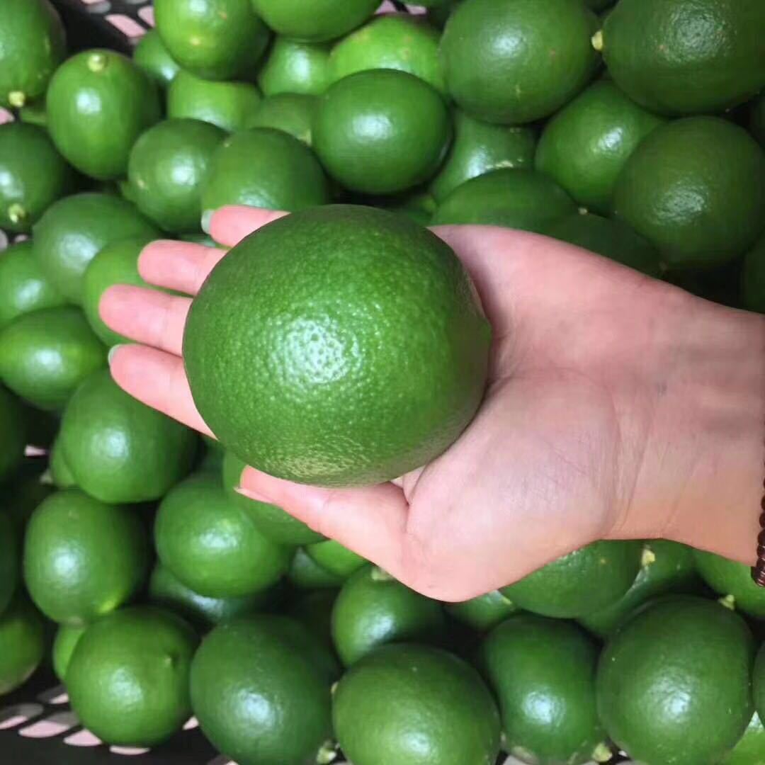 海南青柠檬重磅回归!皮薄多汁 香味浓郁 全国包邮 新鲜水果5斤