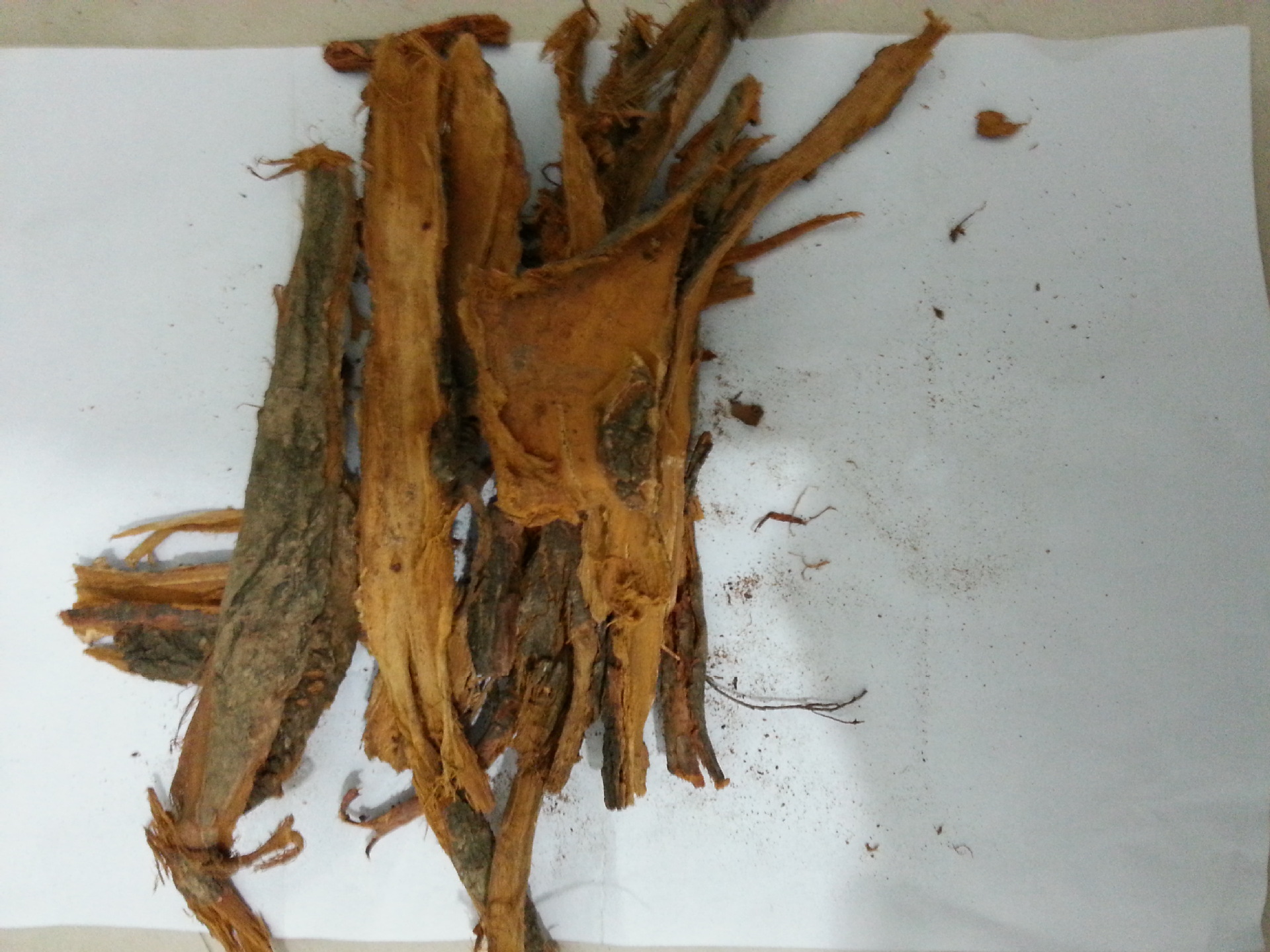 中药材李根白皮,甘李根白皮,山李子根,李子树根