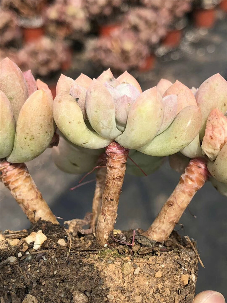 1171大棚批发多肉植物 胜者骑兵老桩3-4头多肉品种 状态一流限量